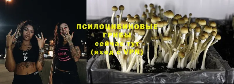 Псилоцибиновые грибы MAGIC MUSHROOMS  Безенчук 